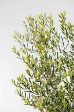 Olijfboom Olea Europea Op stam 30-40 175-200 Pot Olijfboom / Olea Europaea op stam 175-200 cm