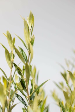Olijfboom / Olea Europaea op stam 125-150 cm