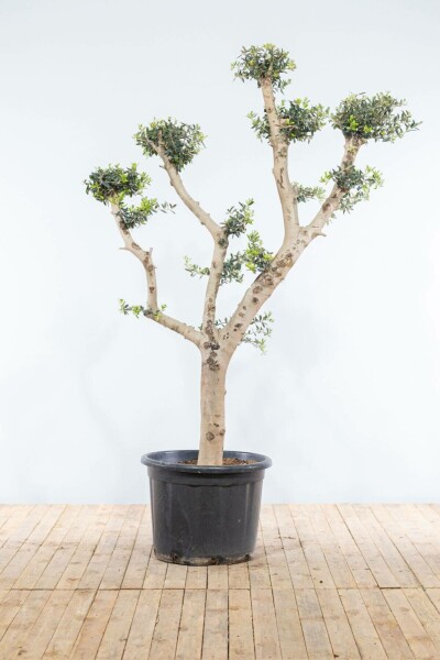 Olijfboom / Olea Europaea ponpon 175-200 cm