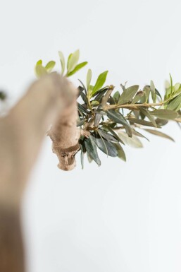 Olijfboom / Olea Europaea ponpon 175-200 cm