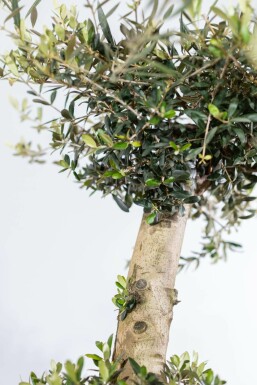 Olijfboom / Olea Europaea ponpon 175-200 cm