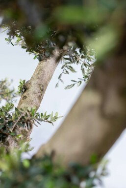 Olijfboom / Olea Europaea ponpon 175-200 cm