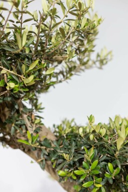 Olijfboom / Olea Europaea ponpon 175-200 cm