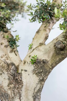 Olijfboom / Olea Europaea ponpon 175-200 cm