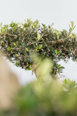 Olijfboom / Olea Europaea ponpon 175-200 cm