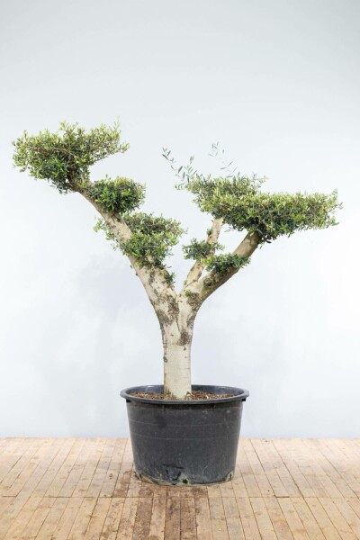 Olijfboom Olea Europea Ponpon 40-50 175-200 Pot Olijfboom / Olea Europaea ponpon 175-200 cm