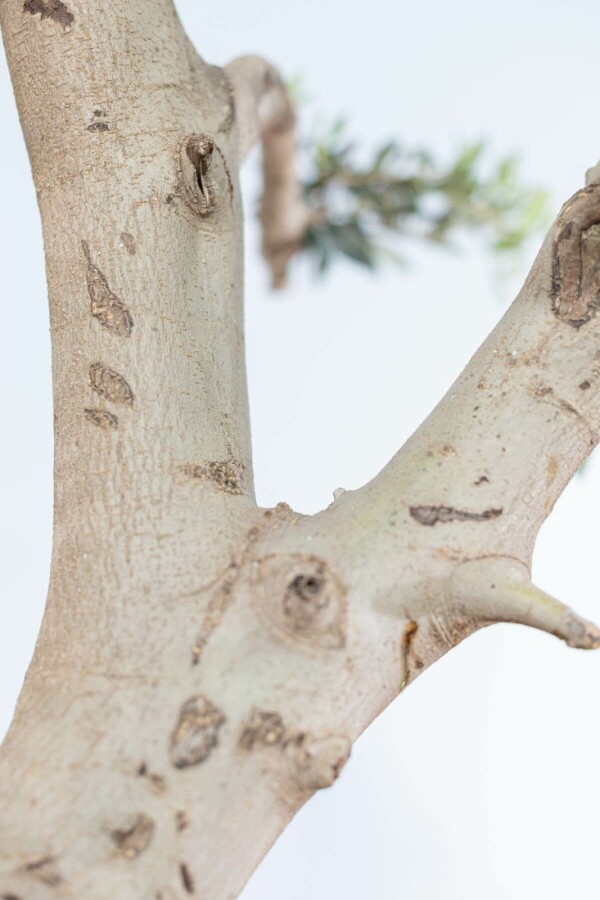 Olijfboom Olea Europea Ponpon 40-50 175-200 Pot Olijfboom / Olea Europaea ponpon 175-200 cm