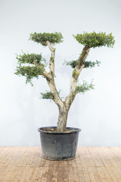 Olijfboom Olea Europea Ponpon 50-60 200-225 Pot Olijfboom / Olea Europaea ponpon 200-225 cm