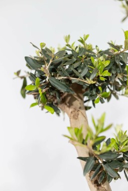 Olijfboom / Olea Europaea ponpon 200-225 cm
