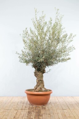 Olijfboom Olea Europea Schaal 40-60 150-175 Pot