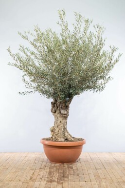 Olijfboom / Olea Europaea schaal 175-200 cm