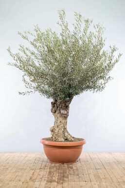 Olijfboom Olea Europea Schaal 60-80 175-200 Pot