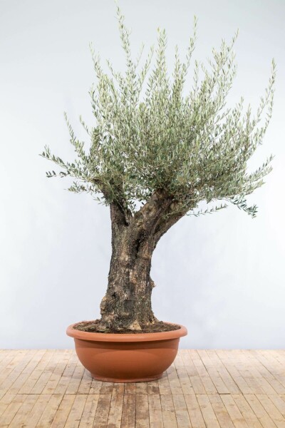 Olijfboom Olea Europea Schaal 80-100 200-225 Pot Olijfboom / Olea Europaea schaal 200-225 cm