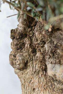 Olijfboom / Olea Europaea schaal 200-225 cm