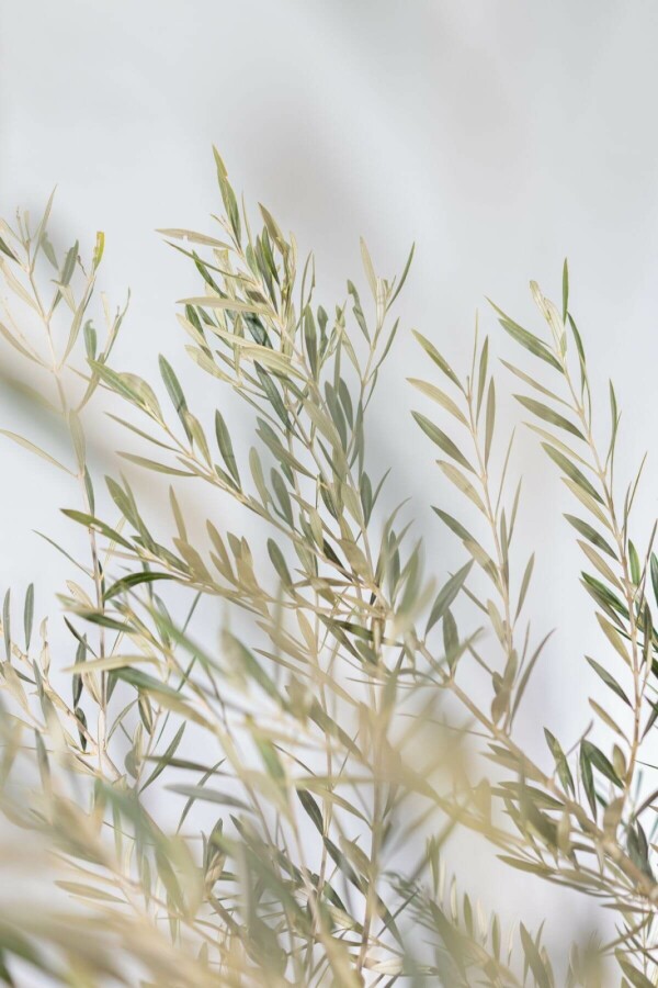 Olijfboom Olea Europea Schaal 80-100 200-225 Pot Olijfboom / Olea Europaea schaal 200-225 cm