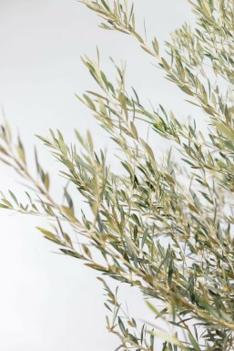 Olijfboom / Olea Europaea schaal 200-225 cm