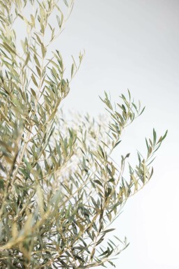 Olijfboom / Olea Europaea schaal 200-225 cm