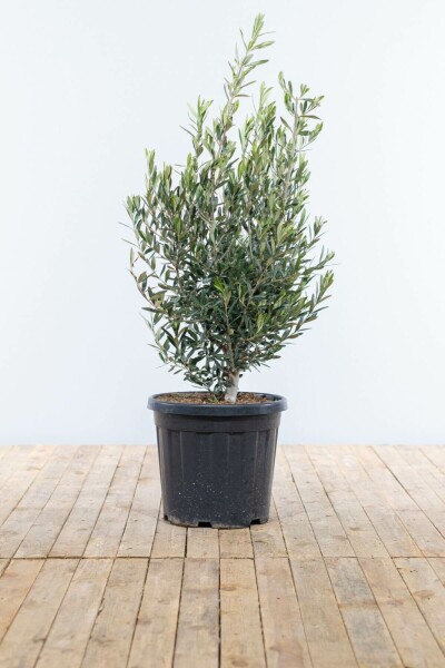 Olijfboom Olea Europea Struik 100-125 Pot Olijfboom / Olea Europaea struik 100-125 cm