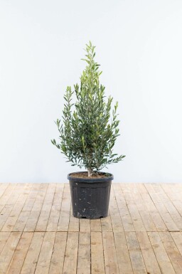 Olijfboom / Olea Europaea struik 150-175 cm