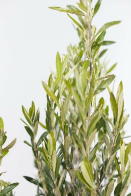 Olijfboom / Olea Europaea struik 150-175 cm