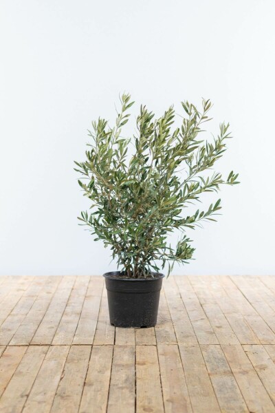 Olijfboom Olea Europea Struik 60-80 Pot Olijfboom / Olea Europaea struik 60-80 cm