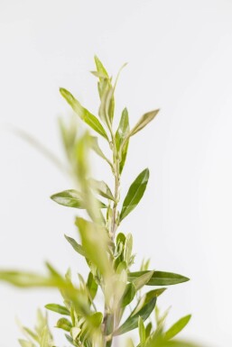 Olijfboom Olea Europea Struik 60-80 Pot Olijfboom / Olea Europaea struik 60-80 cm