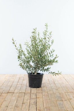 Olijfboom Olea Europea Struik 80-100 Pot