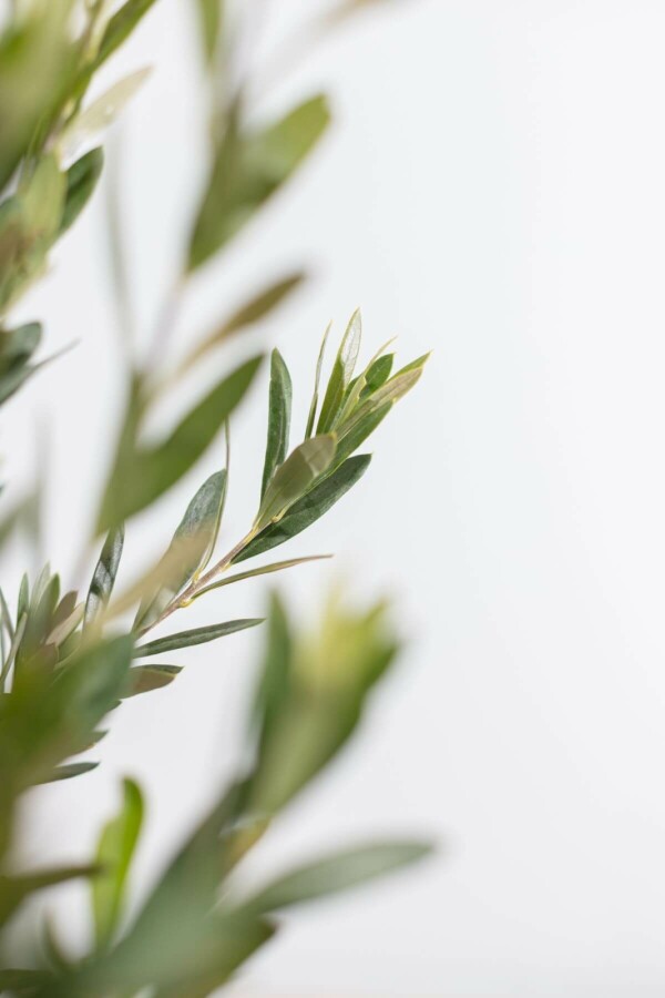 Olijfboom Olea Europea Struik 80-100 Pot Olijfboom / Olea Europaea struik 80-100 cm