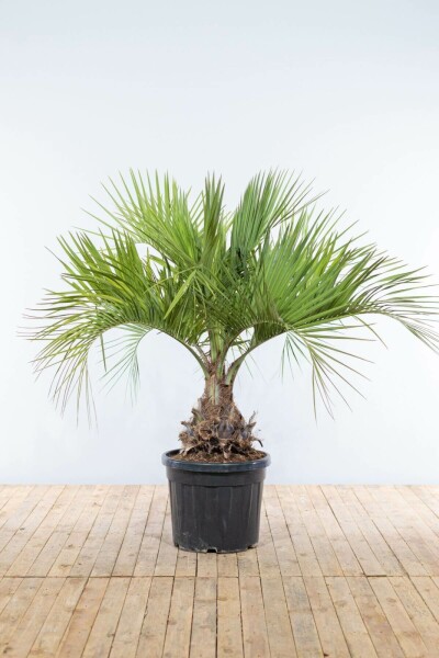 Geleipalm / Butia Capitata struik 150-175 cm