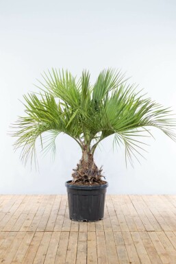 Geleipalm / Butia Capitata struik 150-175 cm