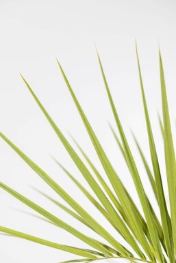 Geleipalm / Butia Capitata struik 150-175 cm