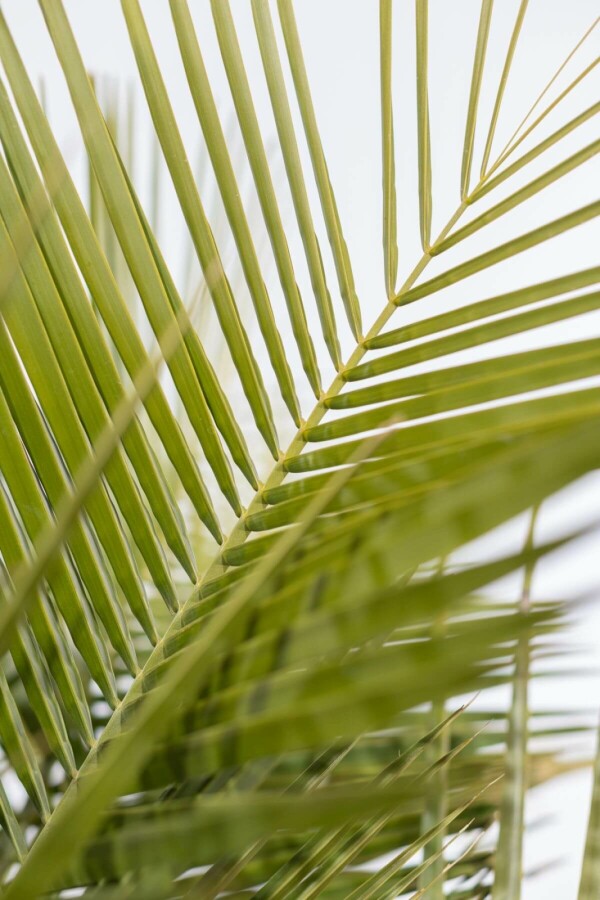 Geleipalm Butia Capitata Struik 175-200 Pot Geleipalm / Butia Capitata struik 175-200 cm