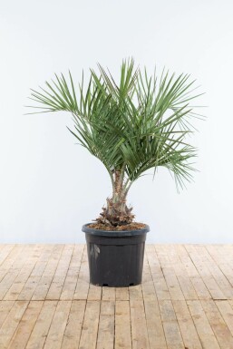 Geleipalm Butia Capitata Struik 60-80 Pot