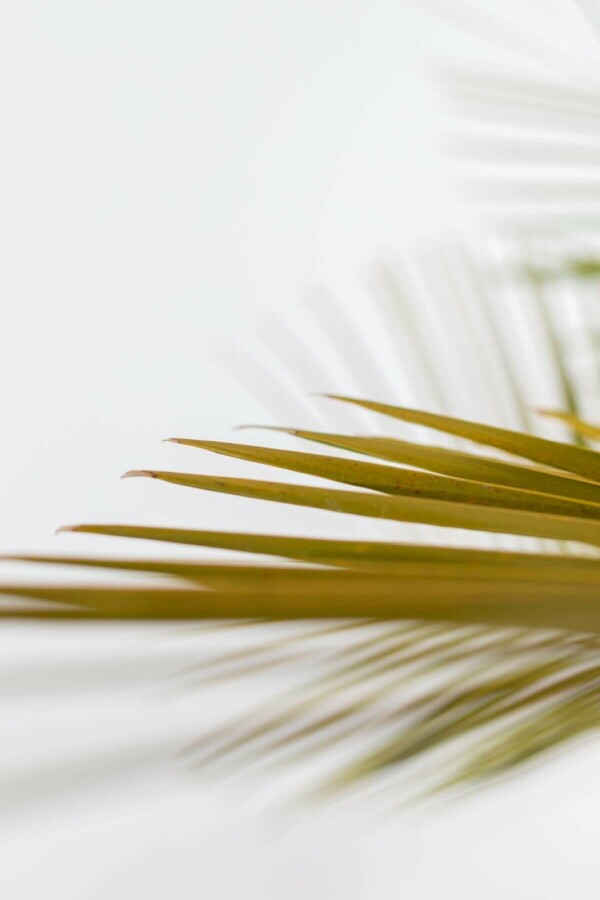 Geleipalm Butia Capitata Struik 60-80 Pot Geleipalm / Butia Capitata struik 60-80 cm