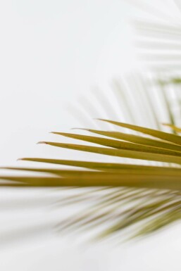 Geleipalm Butia Capitata Struik 60-80 Pot Geleipalm / Butia Capitata struik 60-80 cm