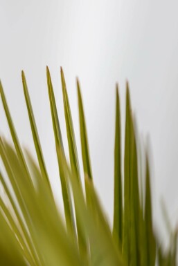 Geleipalm / Butia Capitata struik 80-100 cm