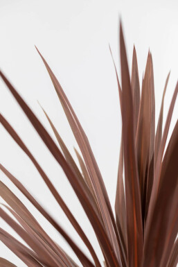 Rode Koolpalm / Cordyline Australis Red Star struik 100-125 cm