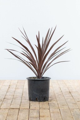 Rode Koolpalm / Cordyline Australis Red Star struik 60-80 cm