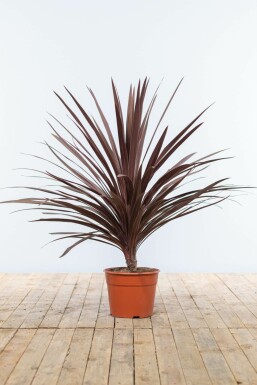 Rode Koolpalm / Cordyline Australis Red Star struik 80-100 cm