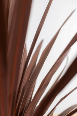 Rode Koolpalm / Cordyline Australis Red Star struik 80-100 cm