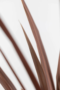 Rode Koolpalm / Cordyline Australis Red Star struik 80-100 cm