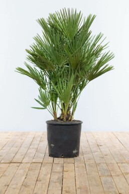 Europese Dwergpalm Chamaerops Humilis Struik 100-125 Pot Europese Dwergpalm / Chamaerops Humilis struik 100-125 cm
