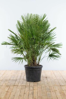 Europese Dwergpalm Chamaerops Humilis Struik 125-150 Pot Europese Dwergpalm / Chamaerops Humilis struik 125-150 cm