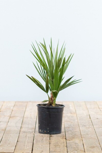 Europese Dwergpalm / Chamaerops Humilis struik 20-40 cm