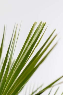 Europese Dwergpalm / Chamaerops Humilis struik 20-40 cm