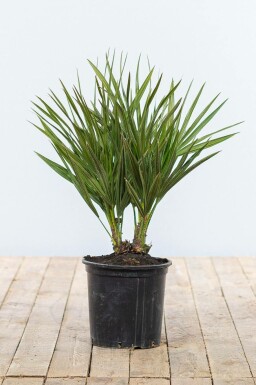 Europese Dwergpalm / Chamaerops Humilis struik 40-60 cm