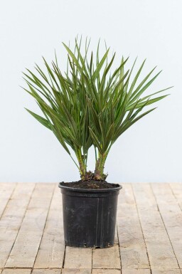 Europese Dwergpalm Chamaerops Humilis Struik 40-60 Pot