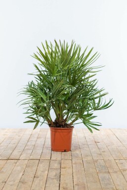 Europese Dwergpalm Chamaerops Humilis Struik 60-80 Pot Europese Dwergpalm / Chamaerops Humilis struik 60-80 cm