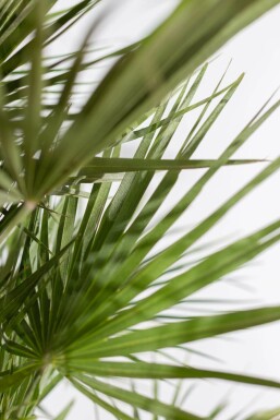 Europese Dwergpalm Chamaerops Humilis Struik 60-80 Pot