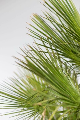Europese Dwergpalm Chamaerops Humilis Struik 60-80 Pot Europese Dwergpalm / Chamaerops Humilis struik 60-80 cm